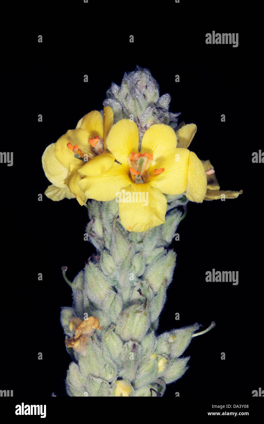 Close-up di Grande / Comune Mullein- Molène thapsus- Famiglia Scrophulariaceae Foto Stock