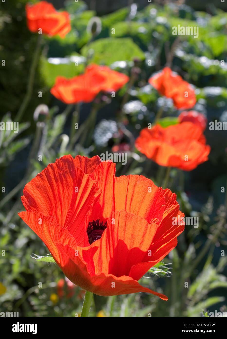 Rosso brillante oriental poppies in fiore nel giardino di confine erbacee, retroilluminato a sunshine,inizio estate, Cumbria, England Regno Unito Foto Stock