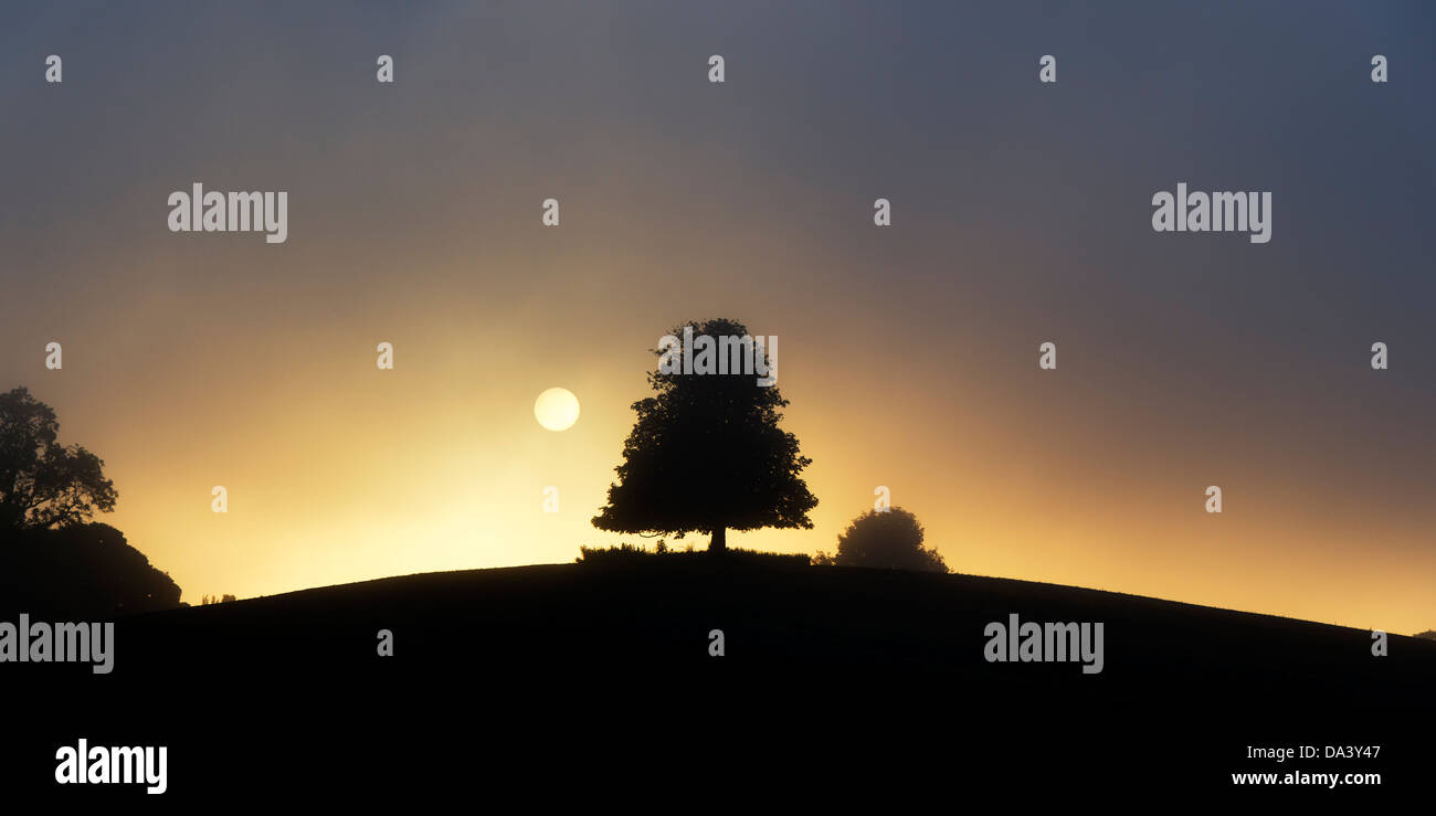 Silhouette di Ippocastano albero nella nebbia a sunrise Foto Stock