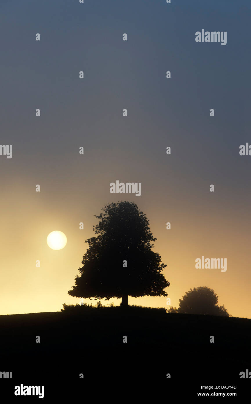 Silhouette di Ippocastano albero nella nebbia a sunrise Foto Stock