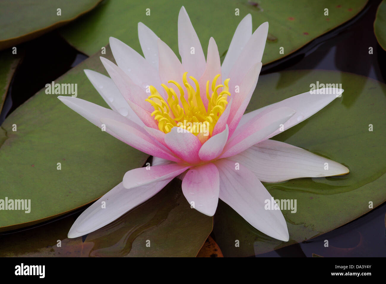 Acqua di rosa lily Nymphea fragile delicata bellezza Foto Stock