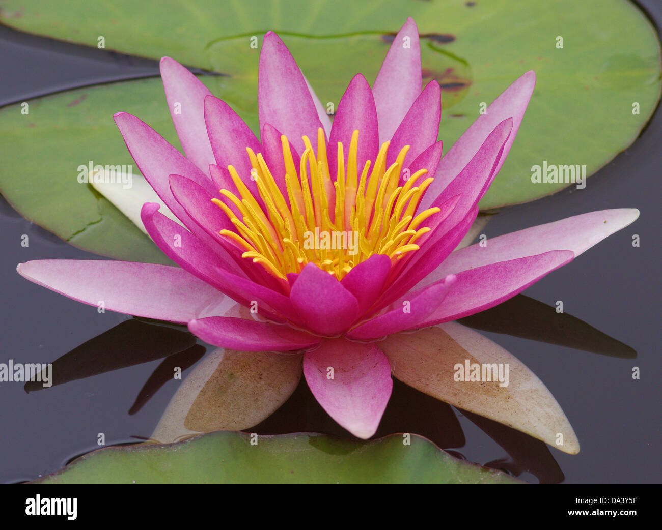Acqua di rosa lily Nymphea fragile delicata bellezza Foto Stock