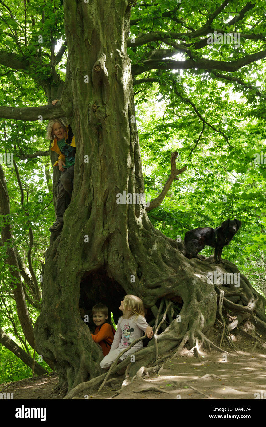 Bambini che giocano su un vecchio albero Foto Stock