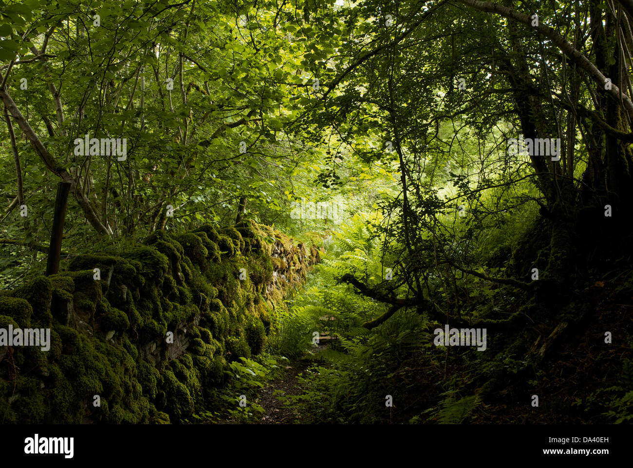 Parete di muschio in Argill boschi a Cumbria Wildlife Trust nella riserva naturale del Nord Stainmore, Cumbria, England Regno Unito Foto Stock