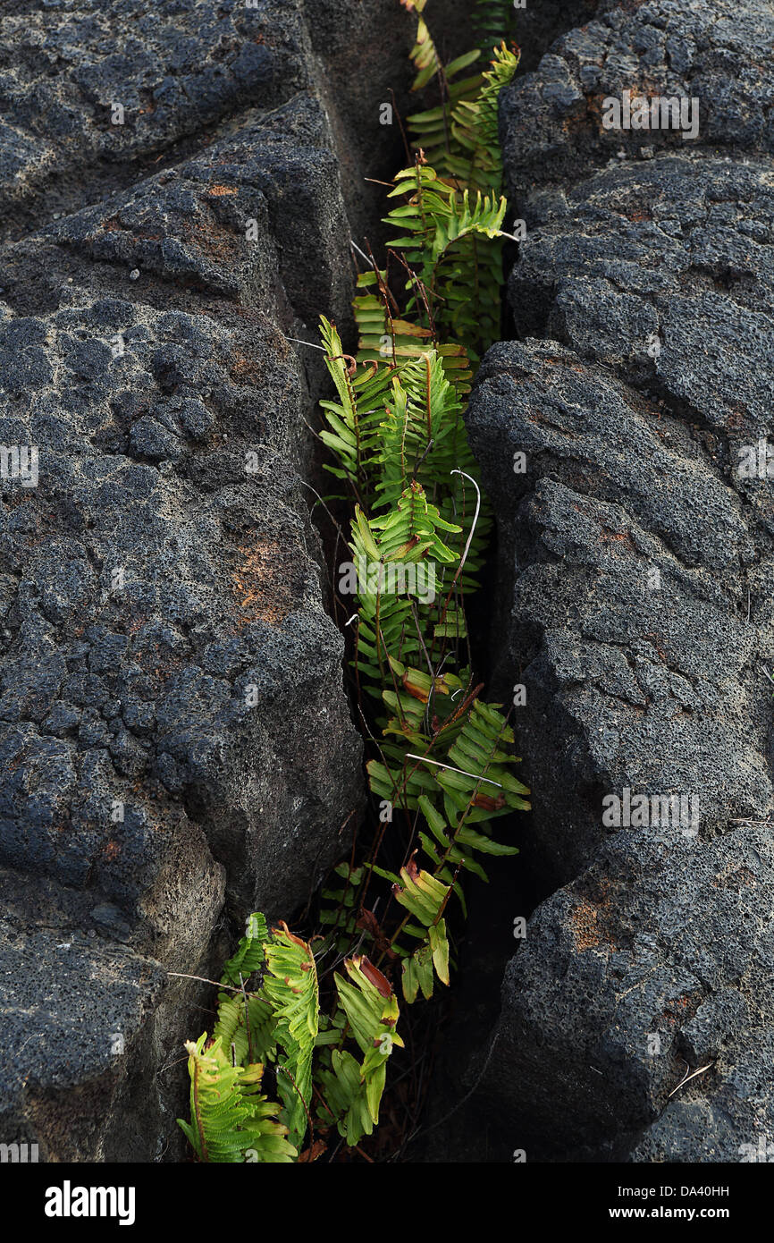 Roccia lavica dall'eruzione del Kilauea, grande isola Hawai'i Foto Stock