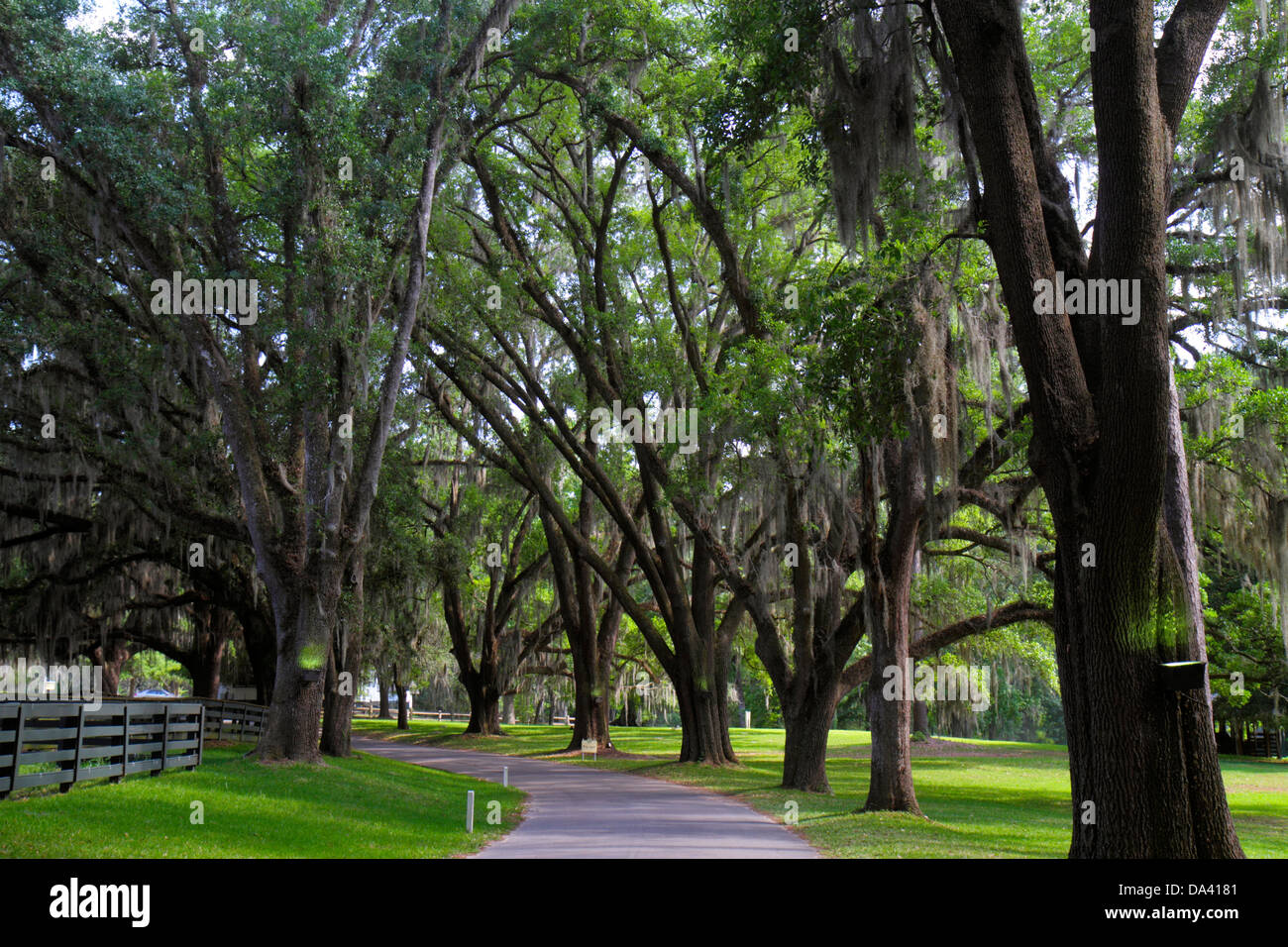 Georgia,Thomasville,Pebble Hill Plantation,tenuta di campagna sportiva,baldacchino,alberi,corsia,strada,muschio spagnolo,FL130247068 Foto Stock