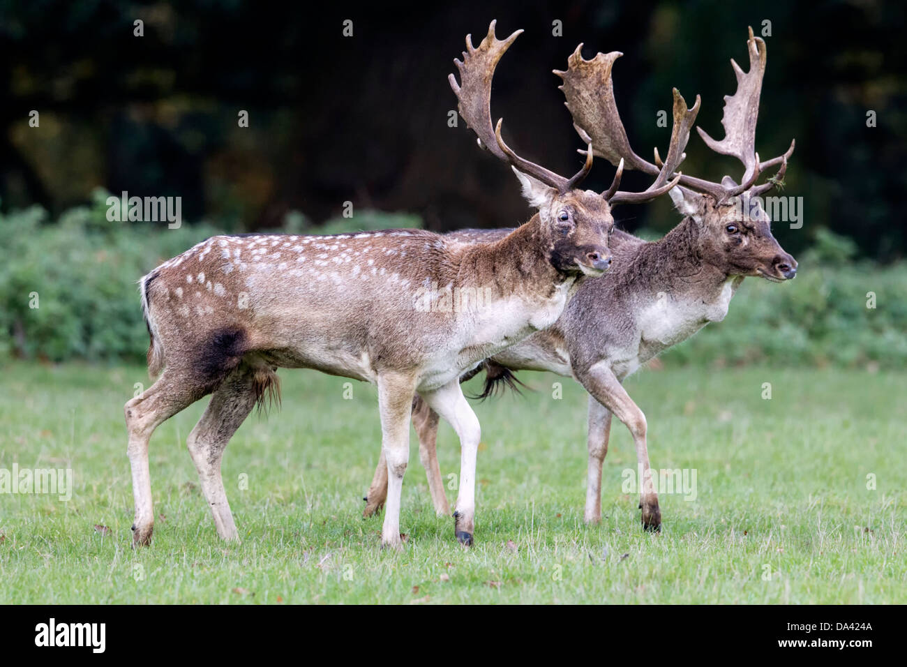 Daini shadowing come un preludio alla lotta contro il Foto Stock