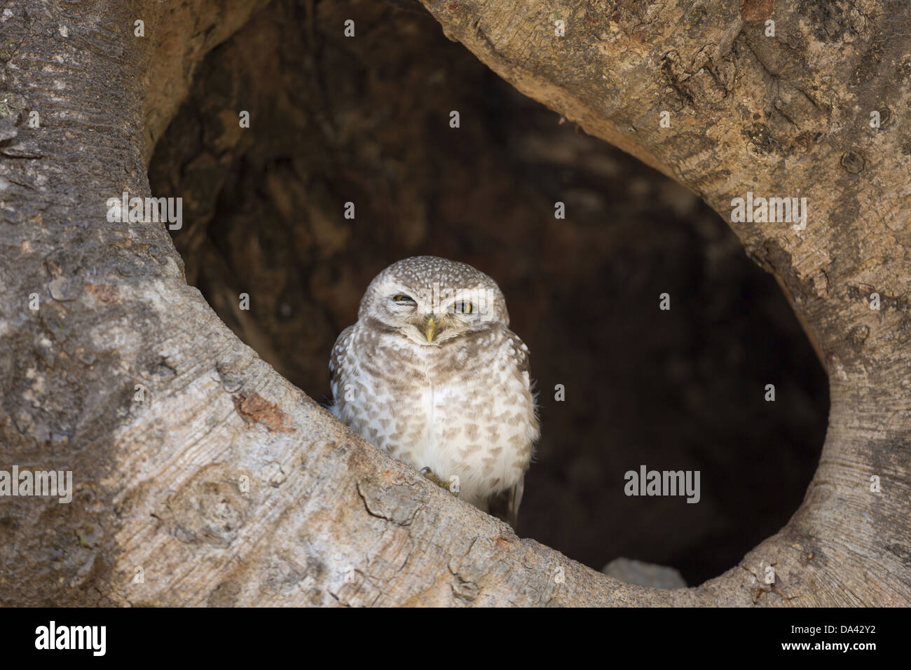 Spotted Owlet (Athene brama) adulto, arroccato in cavità di alberi, Kanha N.P., Madhya Pradesh, India, Marzo Foto Stock