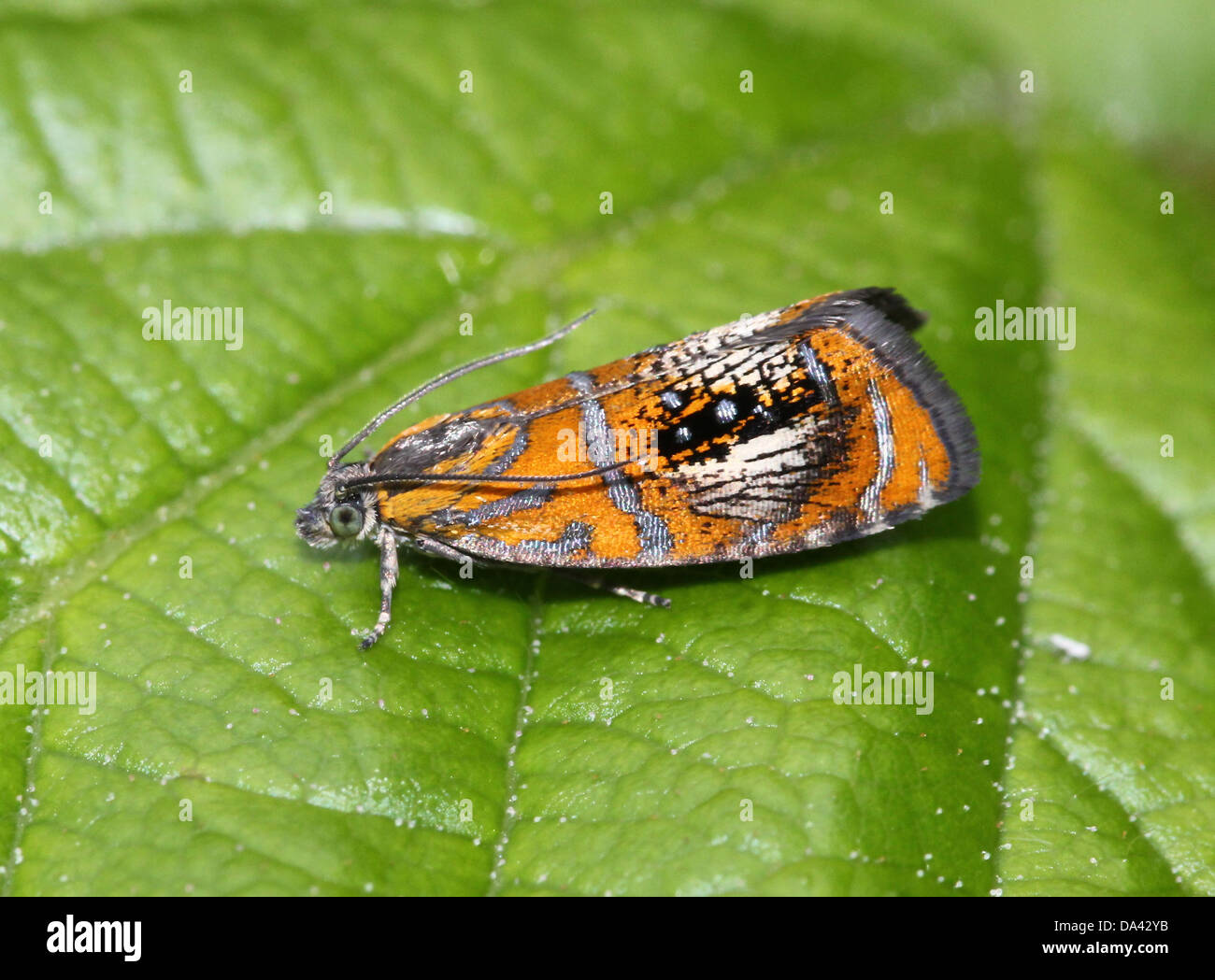 Close-up macro immagine del piccolo e colorato arcuata europea micromoth in marmo (Olethreutes arcuella) Foto Stock