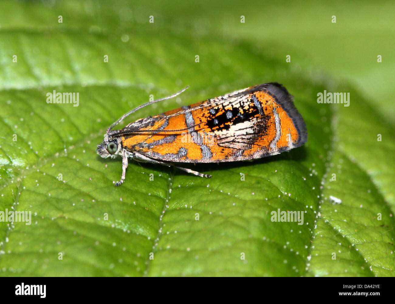 Close-up macro immagine del piccolo e colorato arcuata europea micromoth in marmo (Olethreutes arcuella) Foto Stock