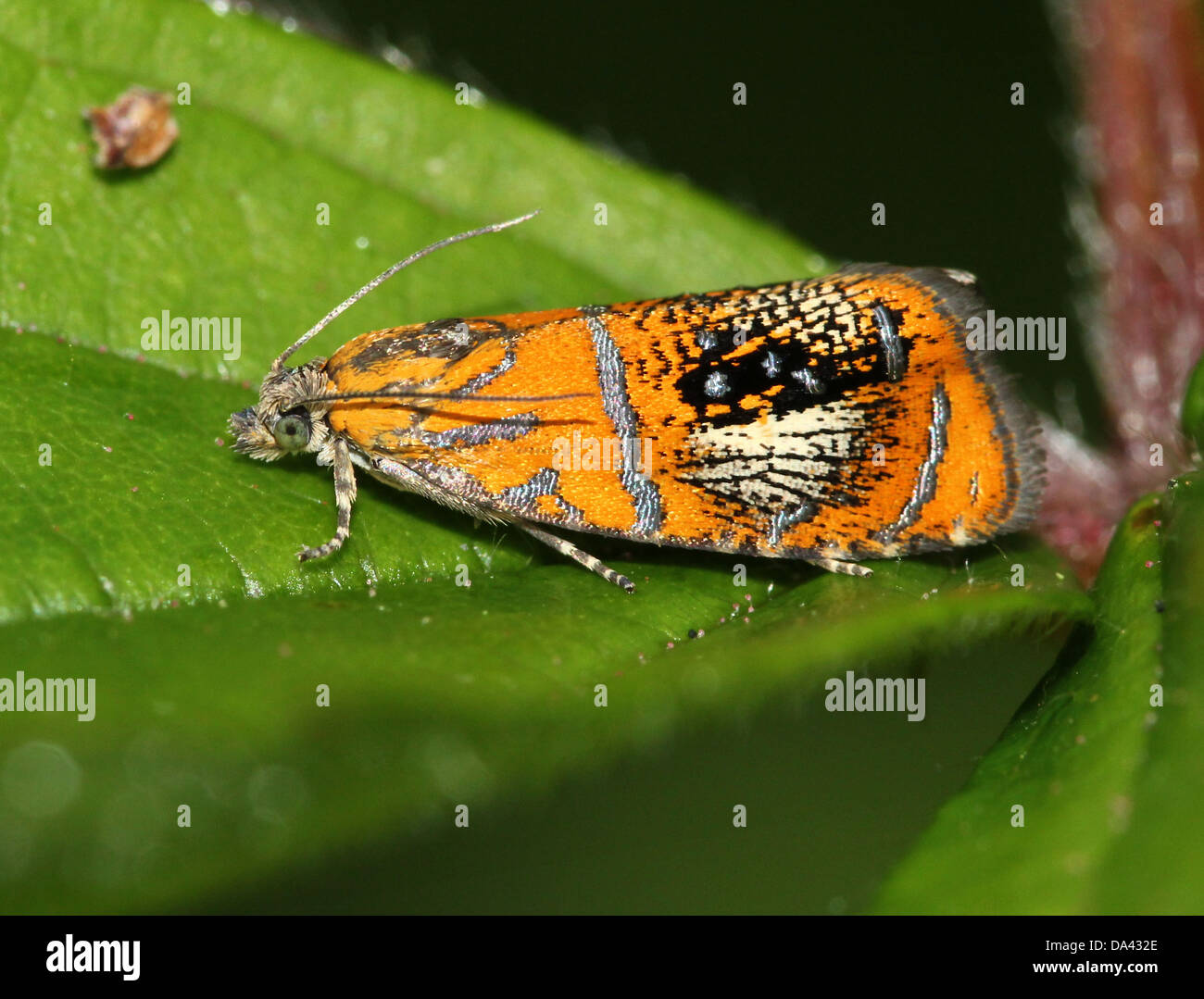 Close-up macro immagine del piccolo e colorato arcuata europea micromoth in marmo (Olethreutes arcuella) Foto Stock