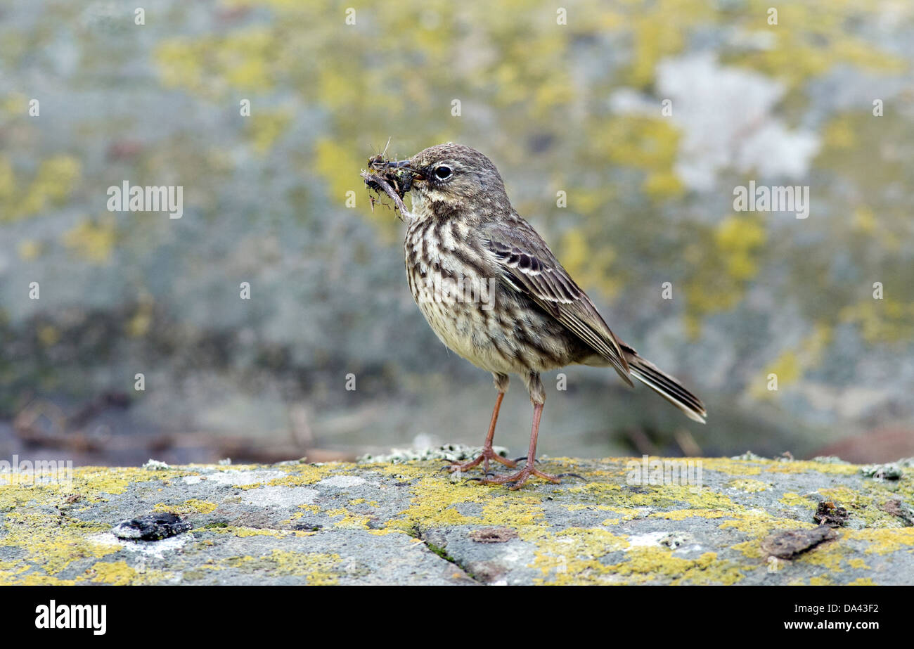 Rock pipit,Anthus spinoletta,con il cibo,northumberland Foto Stock