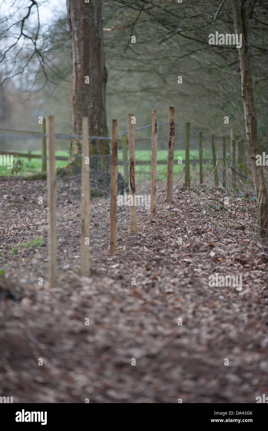 Barbewire recinzione in una foresta Foto Stock