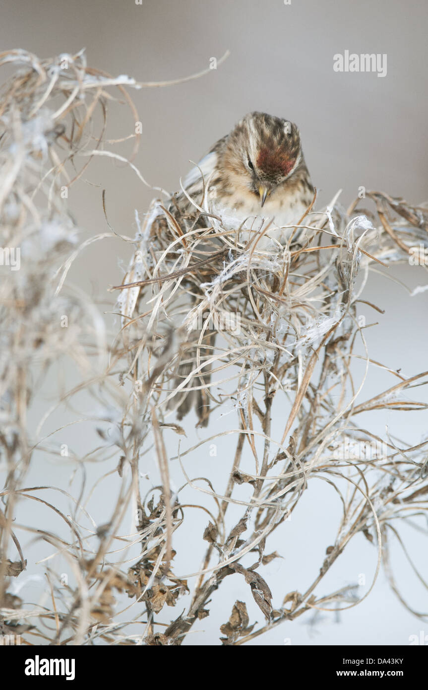 Lesser Redpoll (Carduelis cabaret) femmina adulta / inverno primo piumaggio alimentazione su semi da willowherb seedhead nell isola di neve Foto Stock