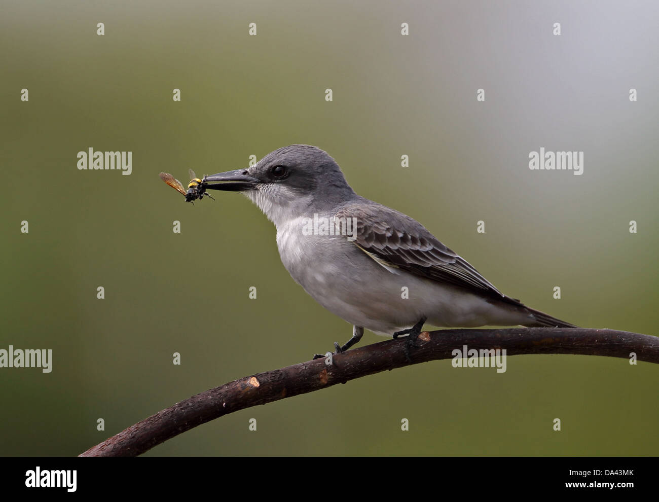 Grigio (Kingbird Tyrannus dominicensis dominicensis) adulto con wasp preda nel becco appollaiato sul ramo Cayo Coco Jardines del Rey Foto Stock