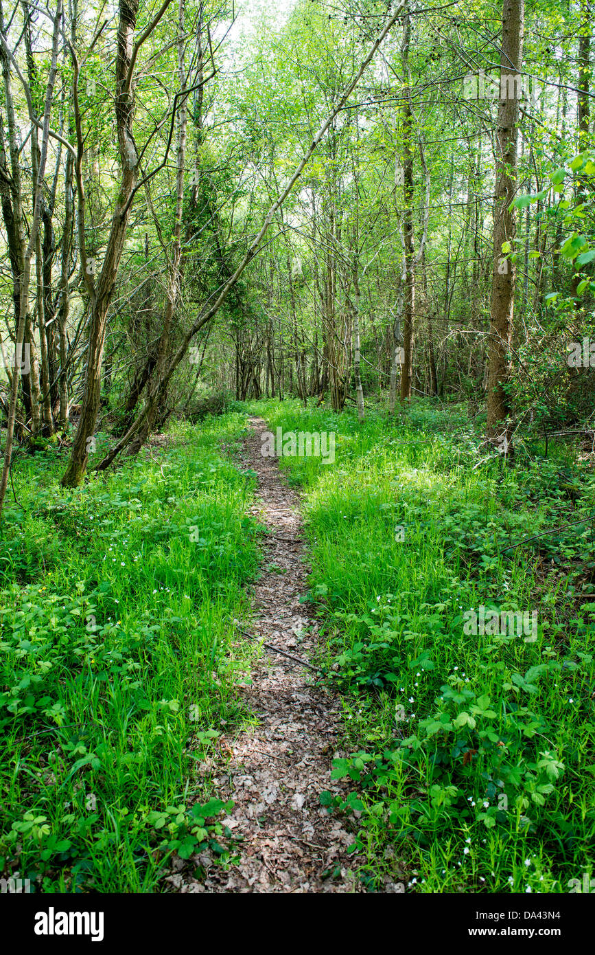 sentiero nel bosco Foto Stock