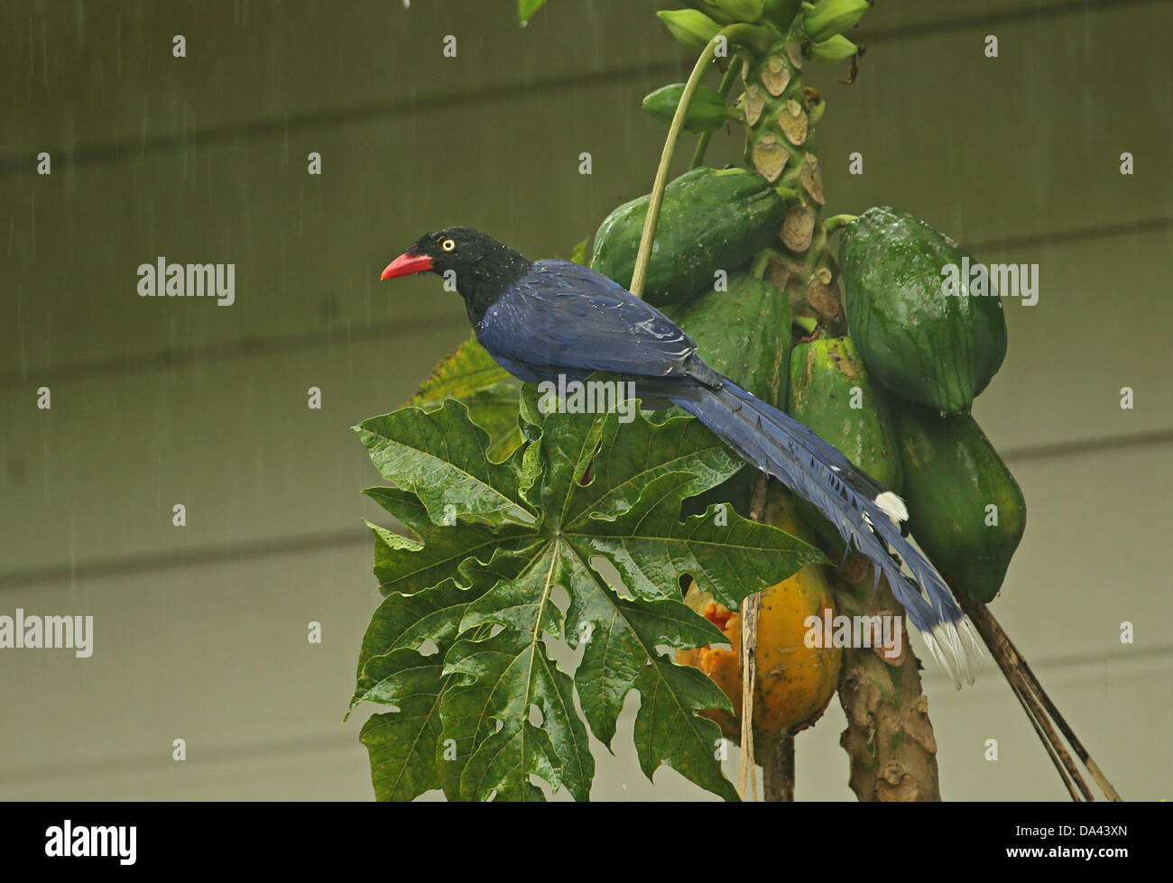 Taiwan Gazza blu (Urocissa caerulea) adulto, alimentazione sulla papaia (Carica papaya) frutta durante le precipitazioni, Taiwan, Aprile Foto Stock