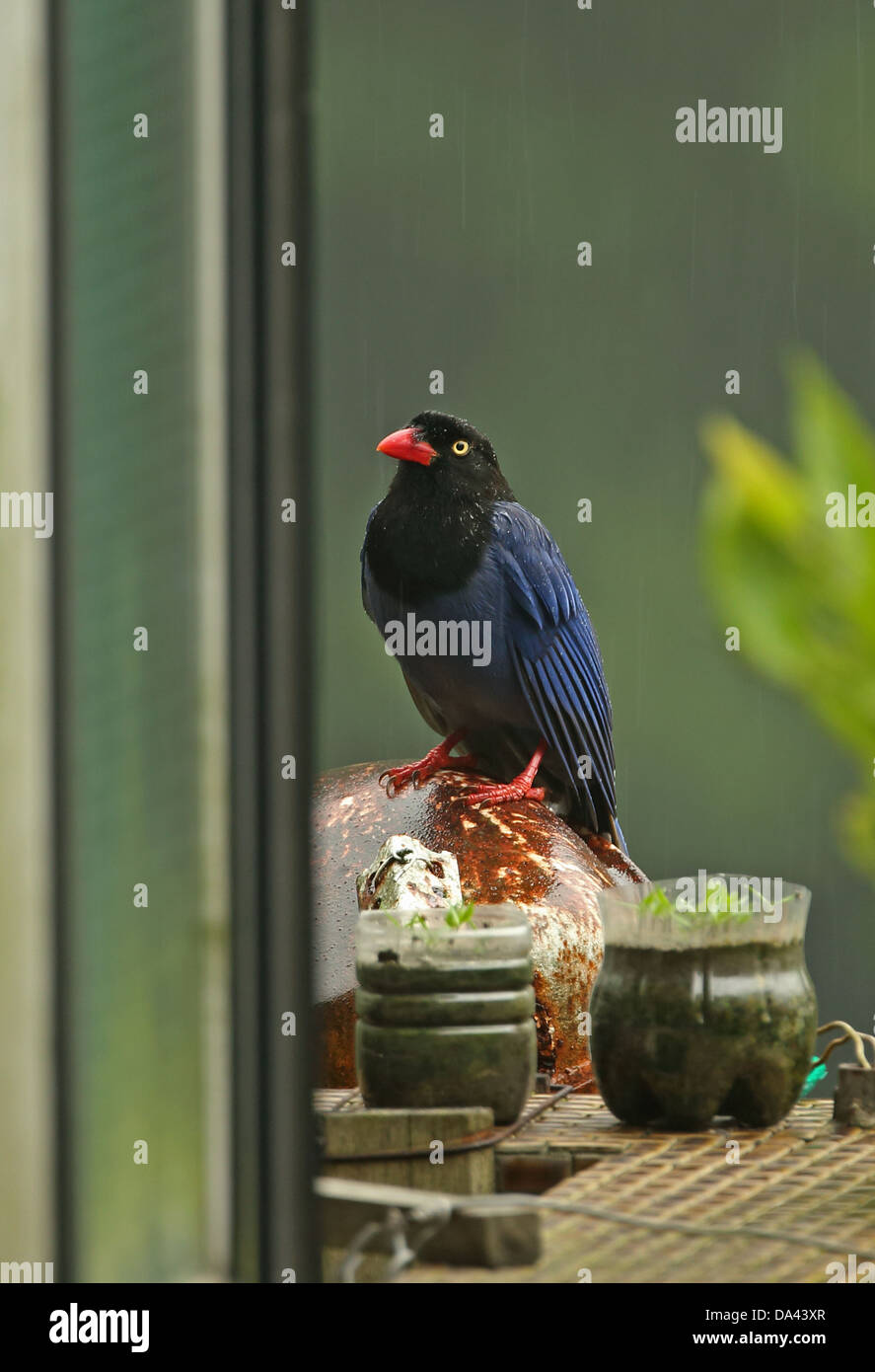 Taiwan Gazza blu (Urocissa caerulea) adulti, si ripara dalla pioggia sul balcone della casa durante le precipitazioni, Taiwan, Aprile Foto Stock