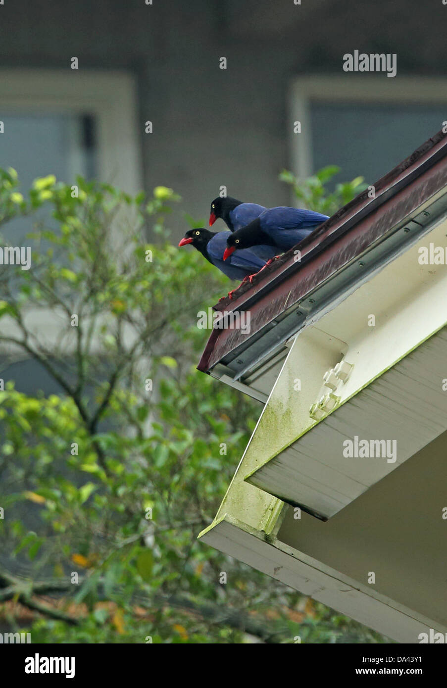 Taiwan Gazza blu (Urocissa caerulea) tre adulti, appollaiato sul tetto urbano durante le precipitazioni, Taiwan, Aprile Foto Stock