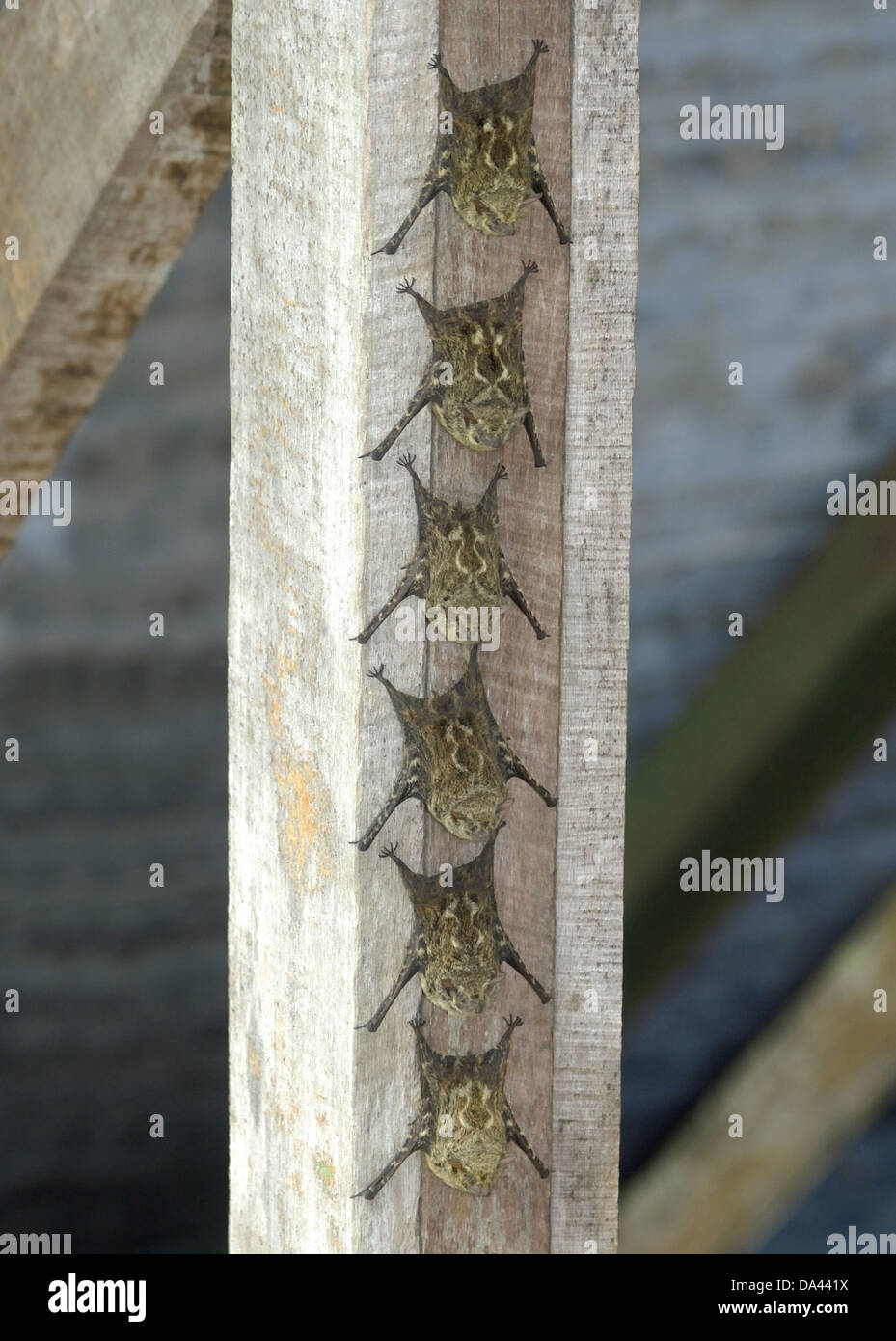 A becco lungo (Bat Rhynchonycteris naso) sei adulti sono ' appollaiati in linea sulla trave di legno del molo sul Fiume Sierpe Osa Peninsula Puntarenas Foto Stock