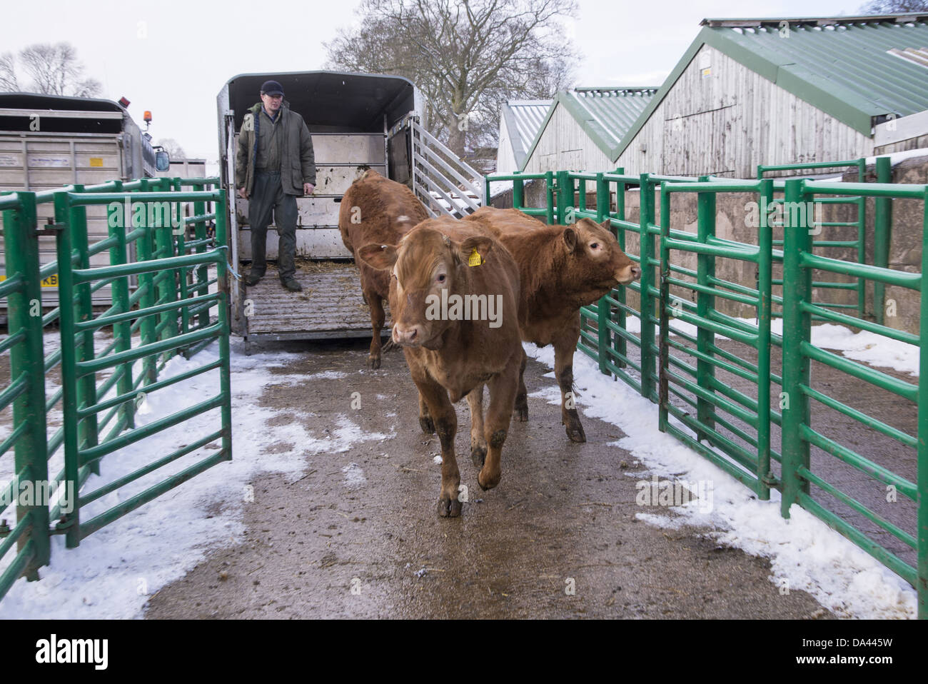 Bovini domestici store bovini da carne venga scaricato dal rimorchio al mercato del bestiame Kirkby Stephen Mercato del Bestiame Cumbria Inghilterra England Foto Stock