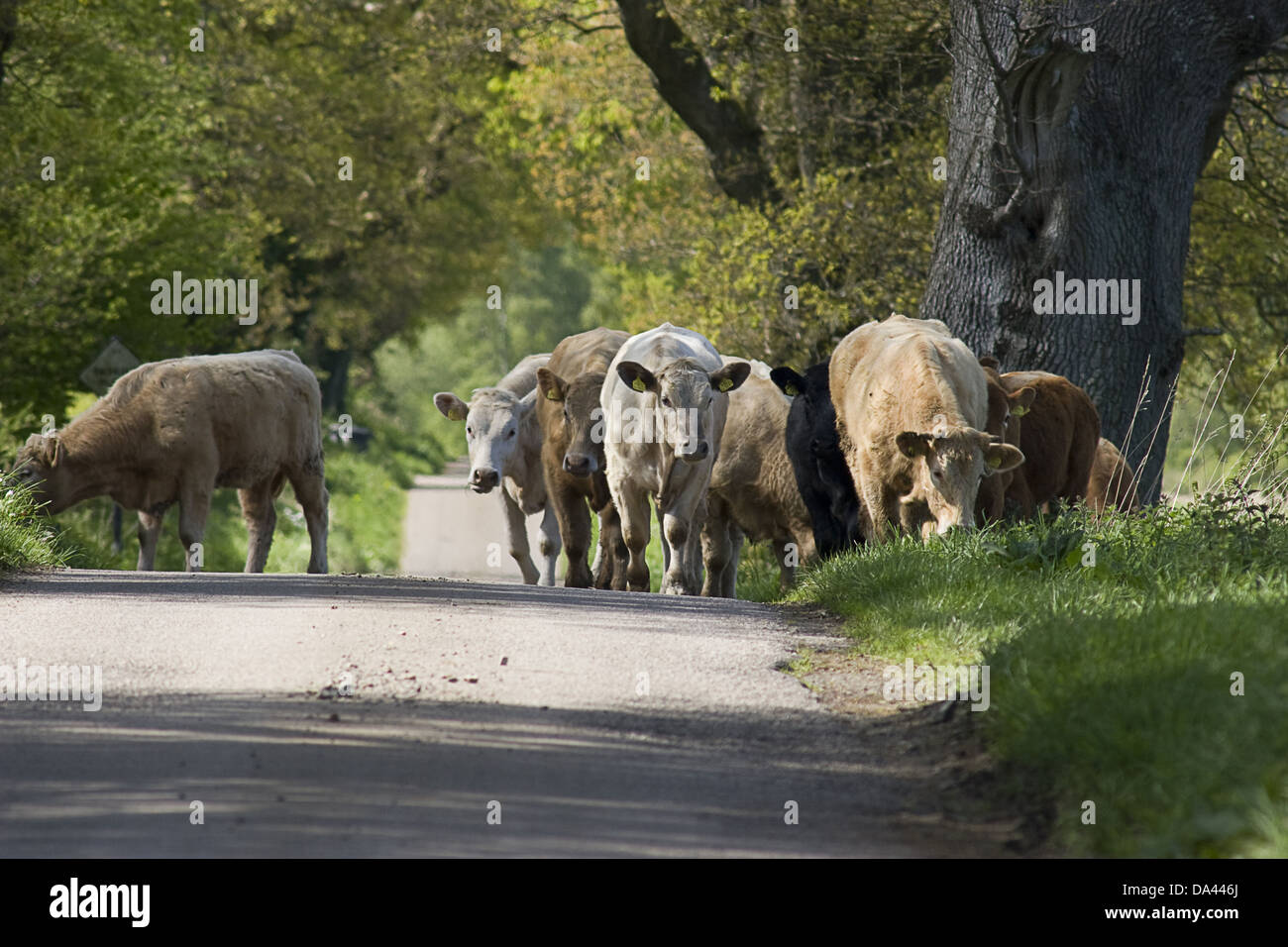 Bovini domestici, Galloway mandria, camminando lungo la strada e il pascolo su orlo, Dumfries and Galloway, Scozia, può Foto Stock