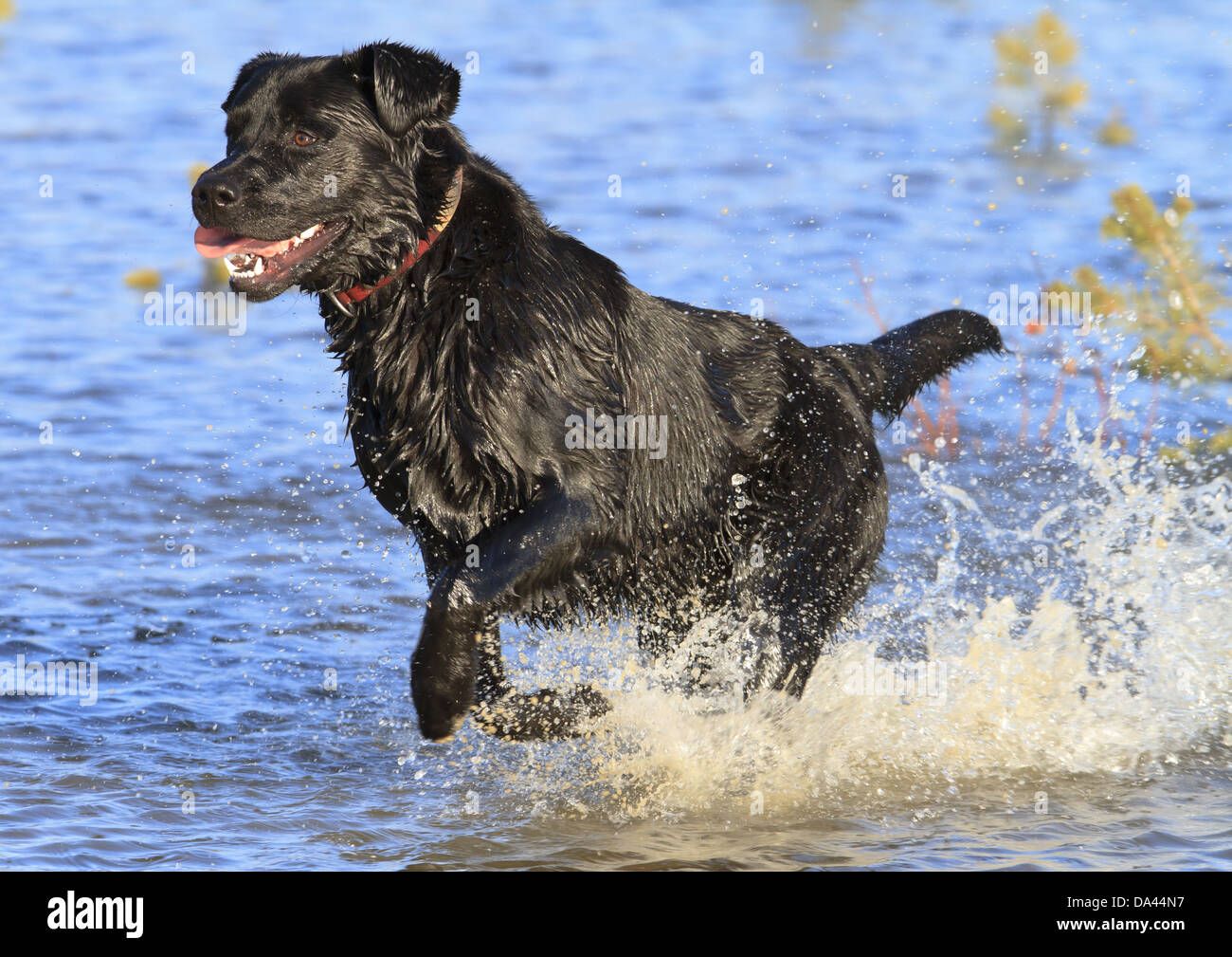 Cane domestico, Nero Labrador retriever adulti, indossando il collare, in esecuzione in acqua, Finlandia, Giugno Foto Stock