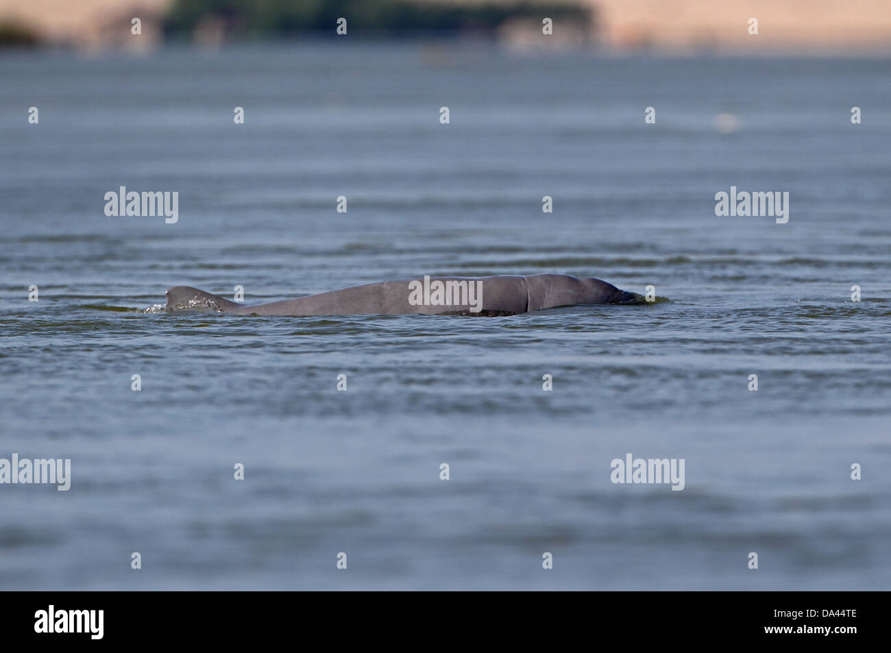 Delfino Irrawaddy (Orcaella brevirostris) adulto, nuoto alla superficie del fiume Mekong, Kratie, Cambogia, Gennaio Foto Stock