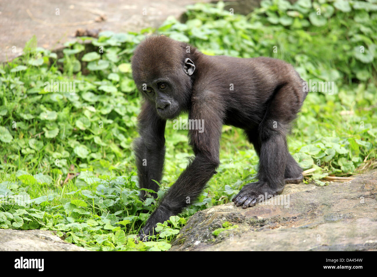 Pianura occidentale (Gorilla Gorilla gorilla gorilla) giovani, in piedi sulla roccia (prigioniero) Foto Stock