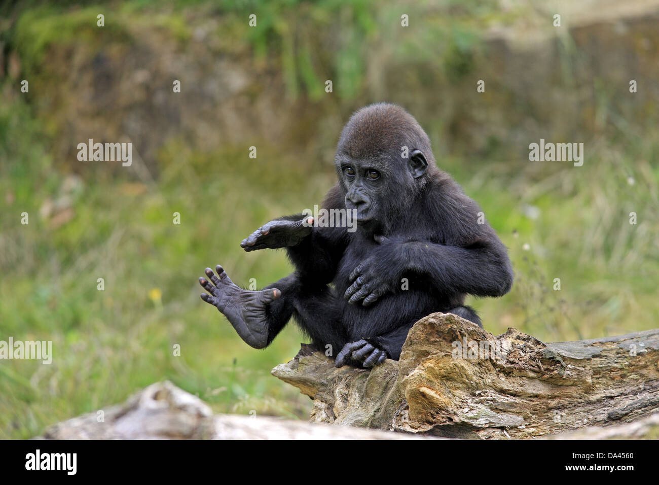 Pianura occidentale (Gorilla Gorilla gorilla gorilla) giovani, torace battendo, seduti su log (prigioniero) Foto Stock