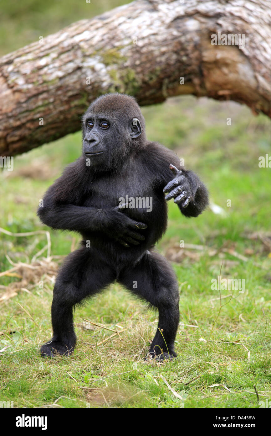 Pianura occidentale (Gorilla Gorilla gorilla gorilla) giovani, torace battendo, in piedi su un prato (prigioniero) Foto Stock