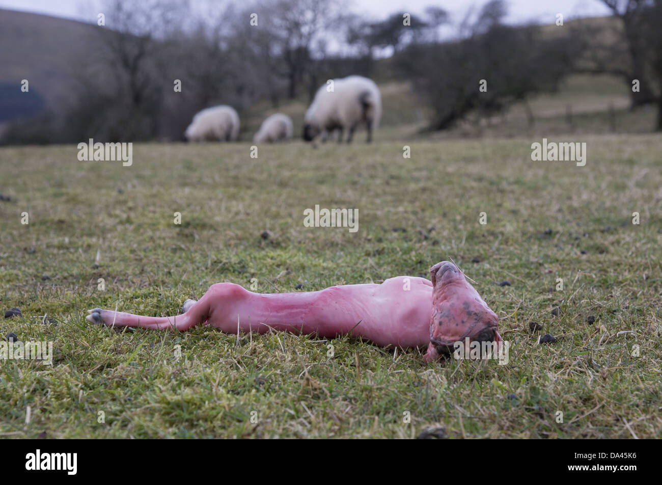 Gli animali domestici delle specie ovina, interrotto agnello del feto, in pascolo, Lancashire, Inghilterra, Marzo Foto Stock