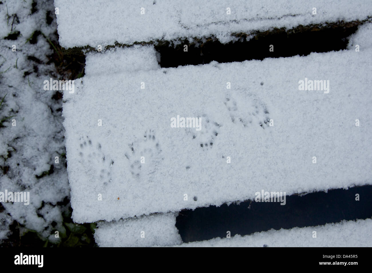 Eurasian Red scoiattolo (Sciurus vulgaris) Orme nella neve, Dumfries and Galloway, Scozia, Gennaio Foto Stock