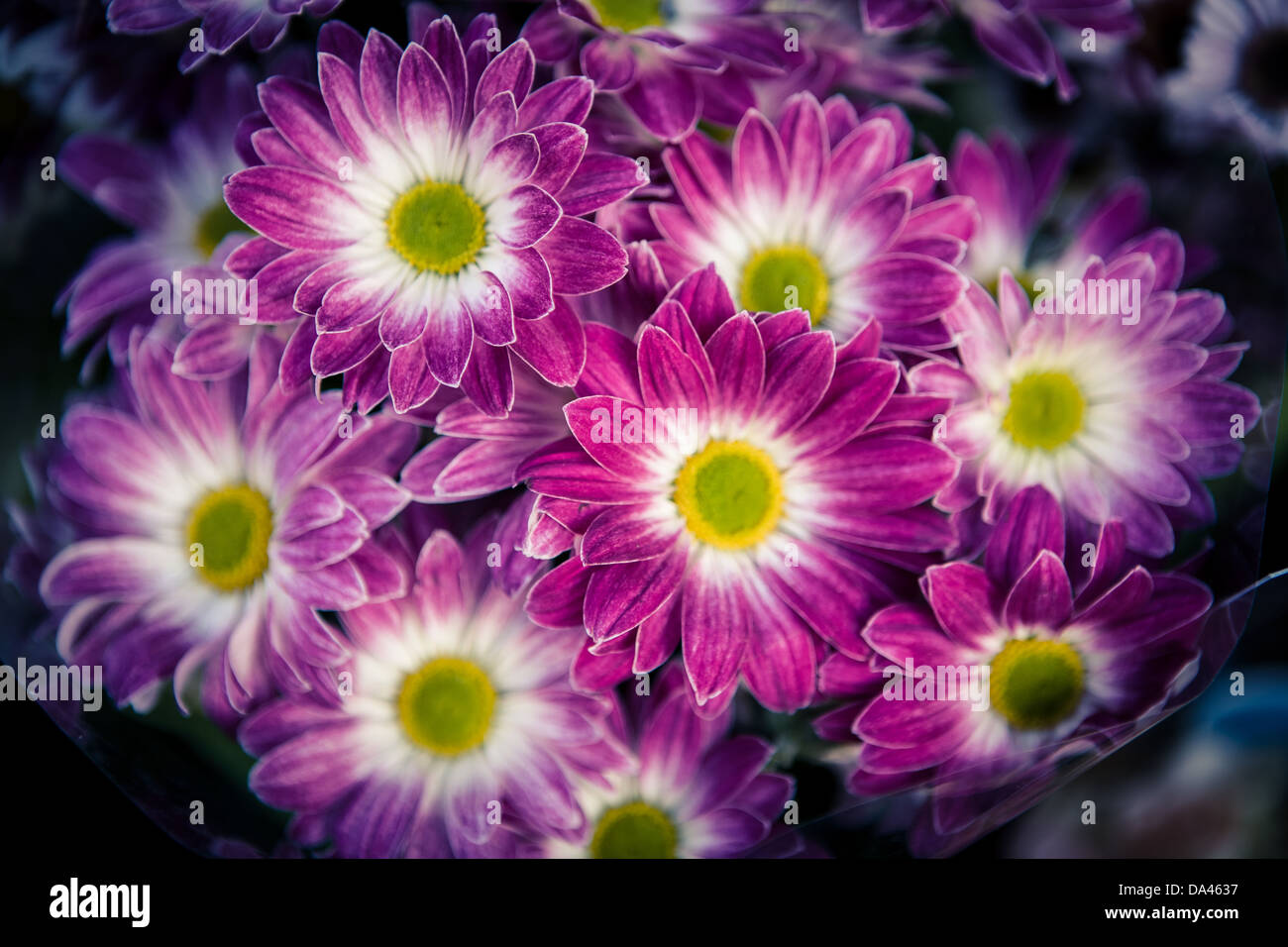 Immagine ravvicinata di un mazzetto di Aster amellus fiore Foto Stock