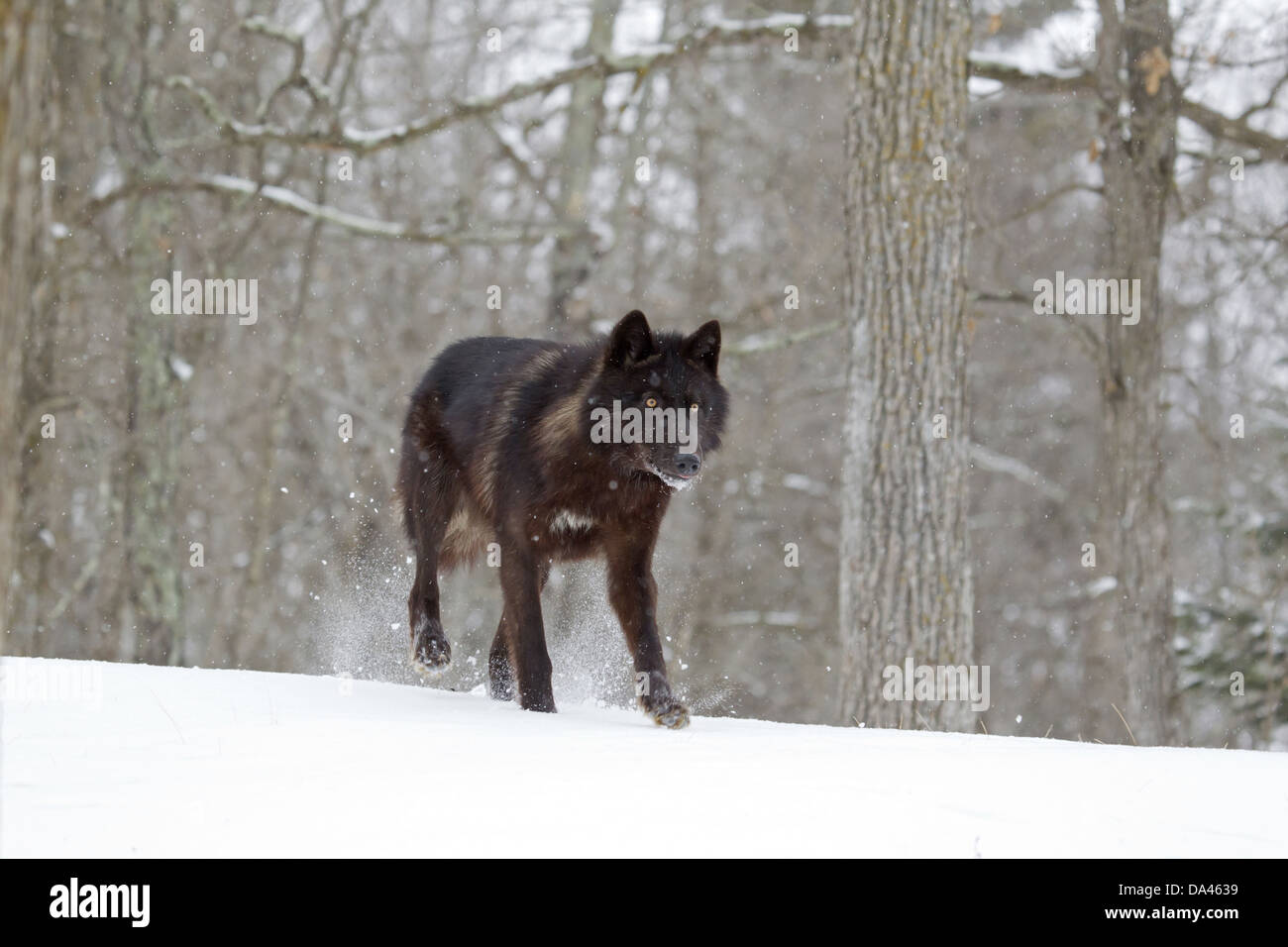 Lupo (Canis lupus) nero forma, femmina adulta, passeggiate sulla neve a bordo del bosco, Minnesota, U.S.A., Gennaio (prigioniero) Foto Stock