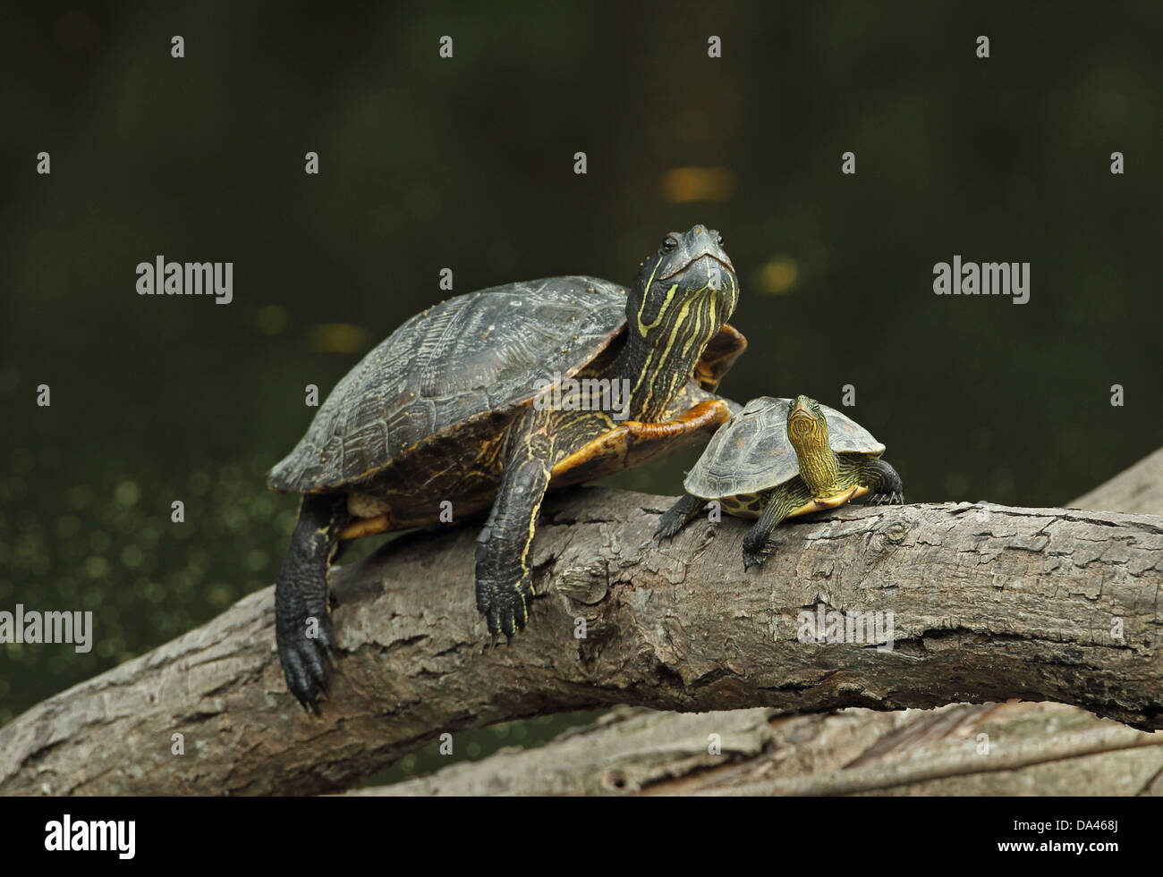 Rosso-eared tartaruga (Trachemys scripta elegans) specie introdotte adulto e striscia cinese colli (tartaruga Mauremys sinensis) Foto Stock