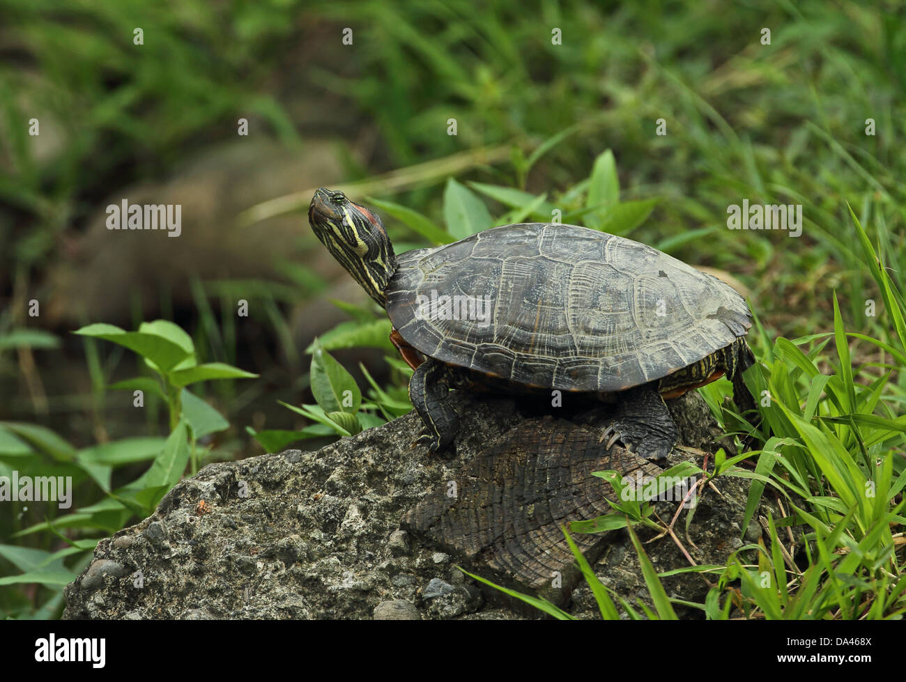 Rosso-eared tartaruga (Trachemys scripta elegans) specie introdotte, adulto, appoggiata sul blocco di calcestruzzo, Taipei, Taiwan, Aprile Foto Stock