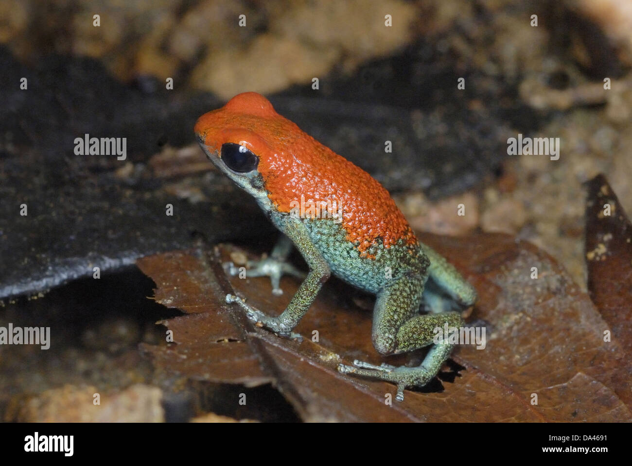 Veleno granulare Dart (Rana Oophaga granuliferus) adulto permanente sulla figliata di foglia nella foresta pluviale Drake Bay Osa Peninsula Costa Rica Foto Stock