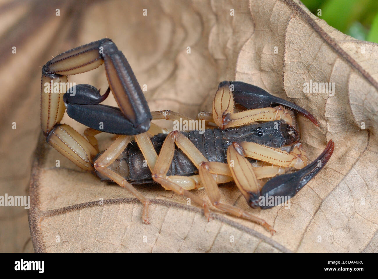 Nero-attanagliati corteccia Scorpion (Centruroides bicolore) adulto in appoggio sulla foglia morta nella foresta pluviale Corcovado N.P. Penisola di Osa Foto Stock