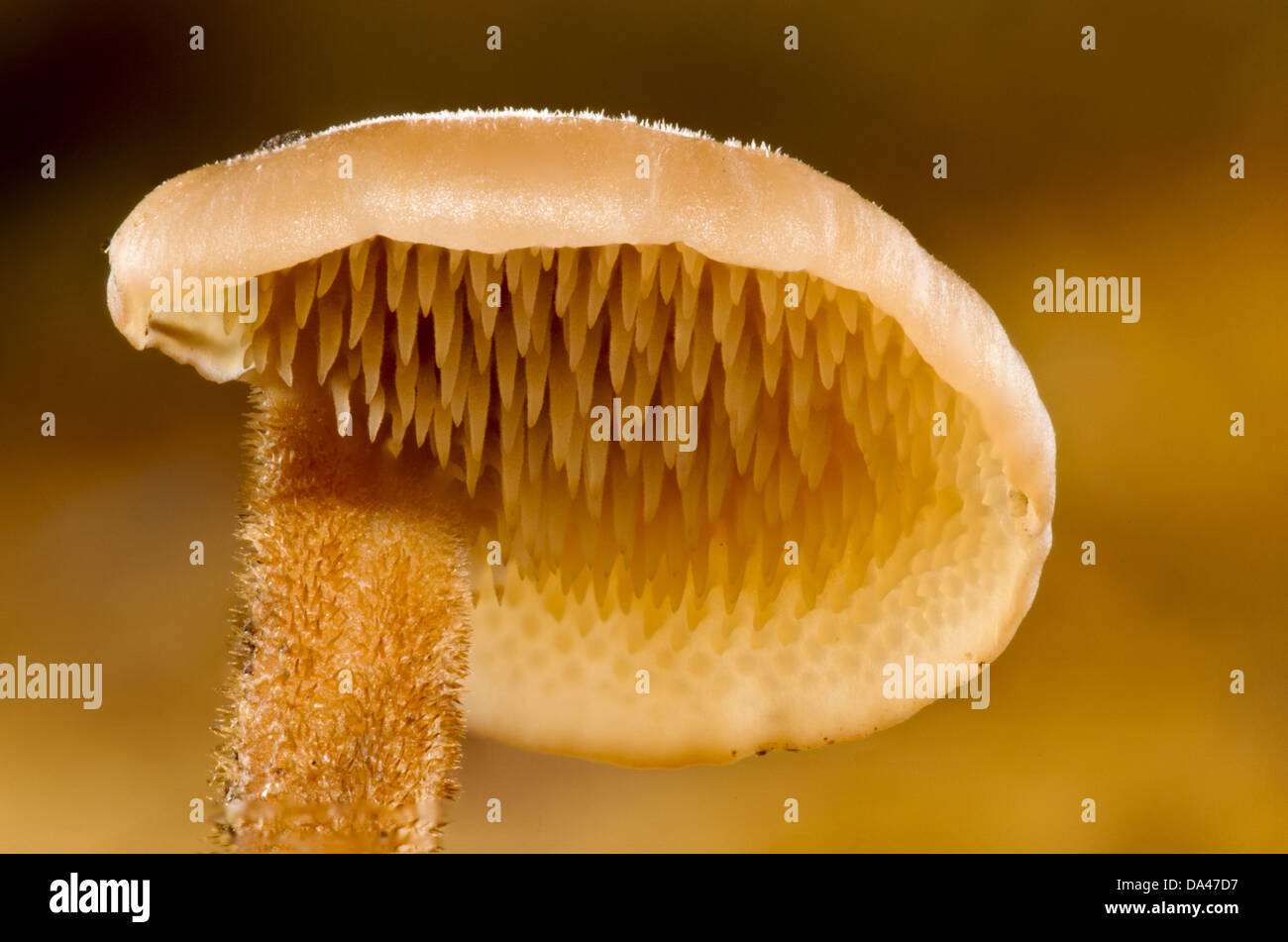 Ear-pick Fungo (Auriscalpium vulgare) corpo fruttifero di close-up della parte inferiore della capsula che mostra "denti' Clumber Park Nottinghamshire Foto Stock