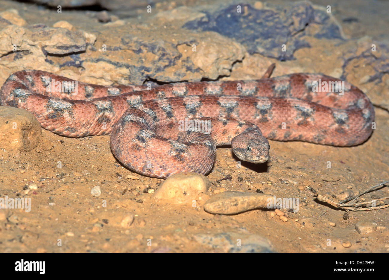 Dipinto di saw-scaled viper, dipinta tappeto viper, Burton tappeto viper, Foto Stock