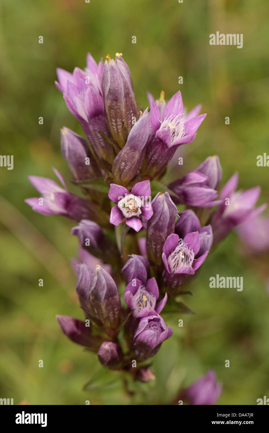 Chiltern genziana (Gentianella germanica) fioritura, Aston Rowant, Chiltern Hills, Oxfordshire, Inghilterra, Settembre Foto Stock