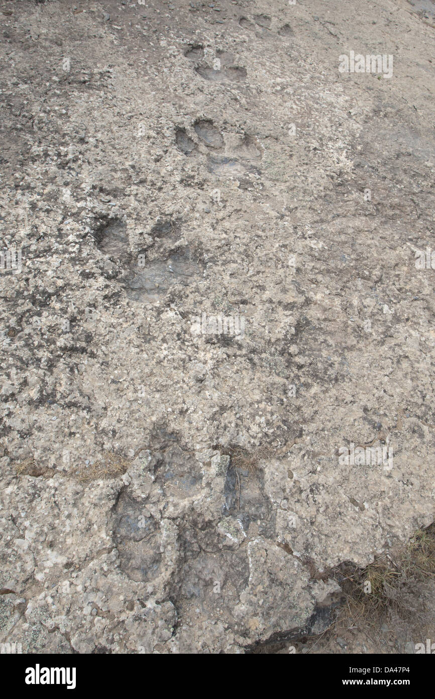 Orme di dinosauri in fossilizzato riverbed, Enciso, La Rioja, Spagna, Settembre Foto Stock