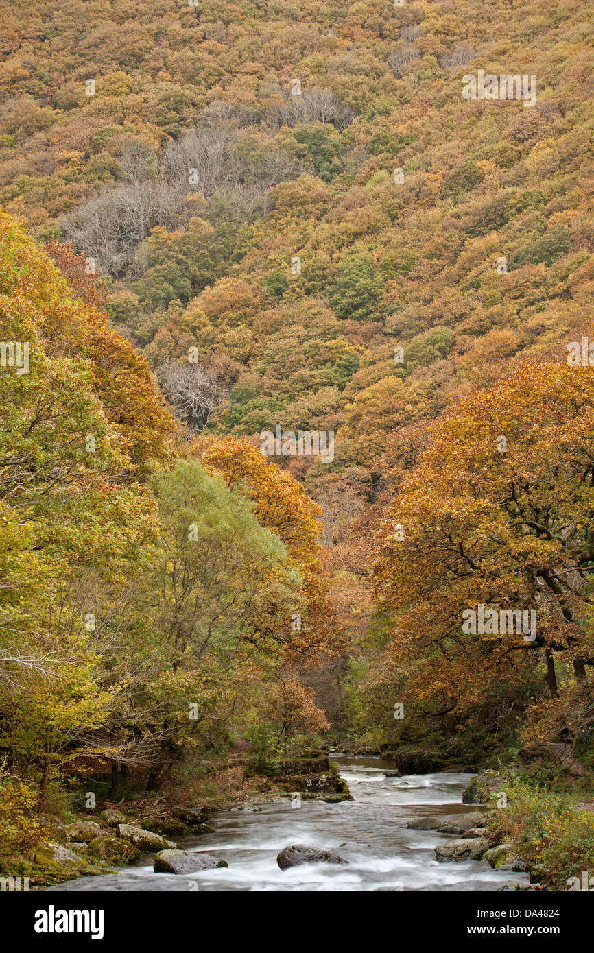 Vista del fiume e autunno colorato copertura boschiva scoscesi fianchi della valle di Horner legno collo Oriente Lyn fiume vicino Watersmeet Foto Stock