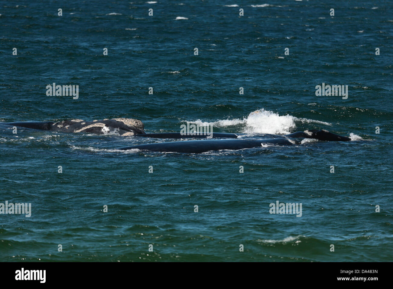 Bryde balene di scorazzare in False Bay, Città del Capo, Sud Africa Foto Stock