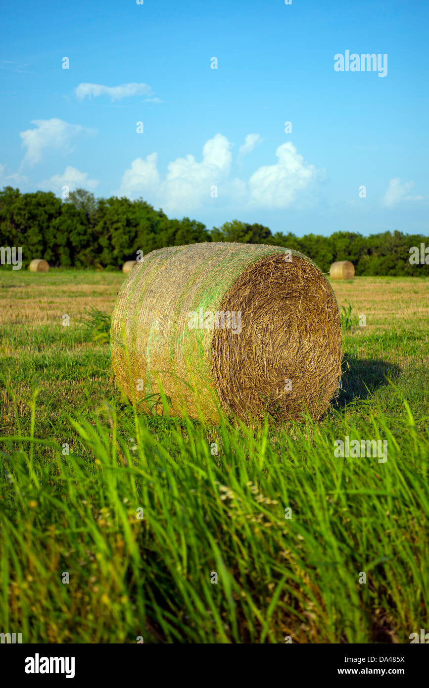 Balle di fieno nel soleggiato pascolo Texas, Stati Uniti d'America Foto Stock