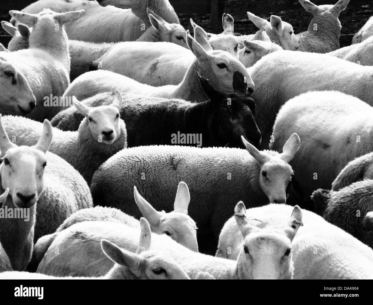 Le pecore nere sono una varietà distinta di pecore note per la loro lana più scura, che le distingue dalle solite pecore bianche. Questi animali si trovano in varie regioni e sono talvolta considerati rari a causa della loro colorazione unica. Foto Stock