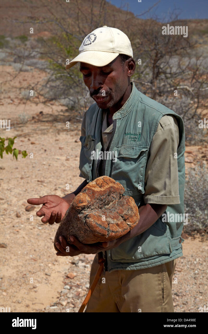 Guida con legno pietrificato in foresta pietrificata, Damaraland, Namibia, Africa Foto Stock