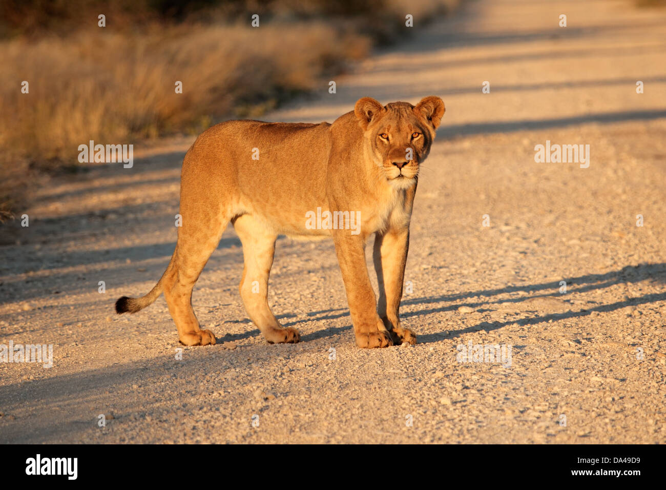Giovane leone africano, (Panthera leo) nel tardo pomeriggio di luce, il Kalahari, Sud Africa Foto Stock