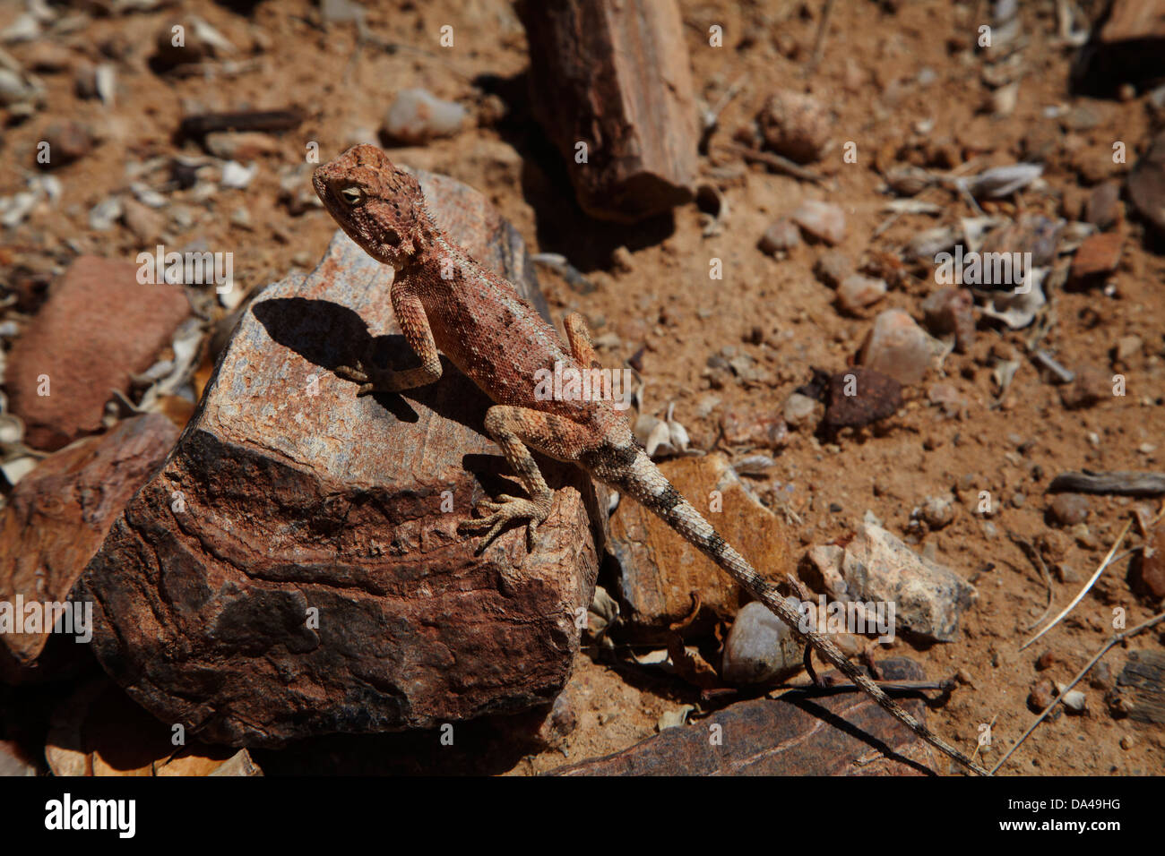 Massa AGAMA SA (AGAMA SA aculeata), mimetizzati fra legno pietrificato in foresta pietrificata, Damaraland, Namibia, Africa Foto Stock